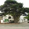 Cedar Tree Hotel